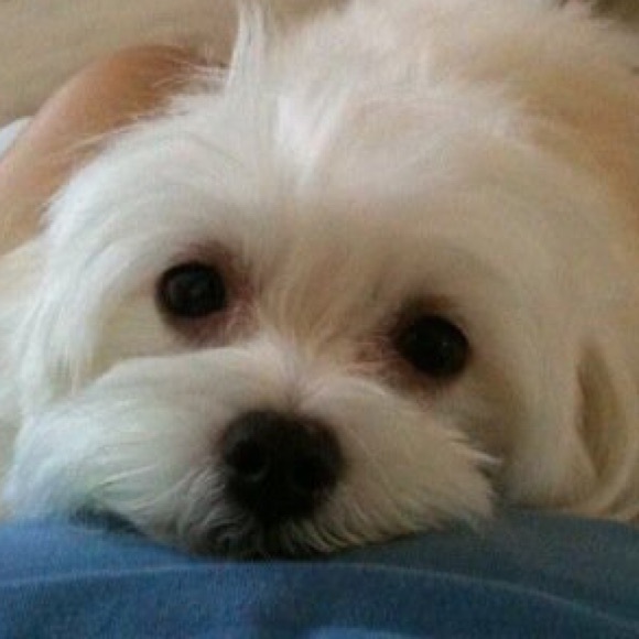 Meet your Posher, Renee - Picture 1 of 1